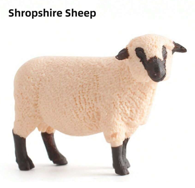 Shropshire Sheep SS1