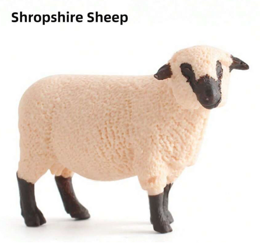 Shropshire Sheep SS1
