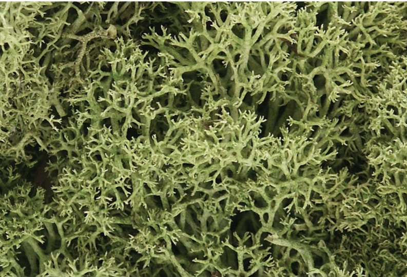 Woodland Scenics - Spring Green Lichen