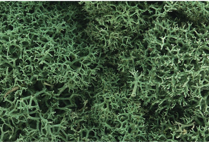 Woodland Scenics - Light Green Lichen