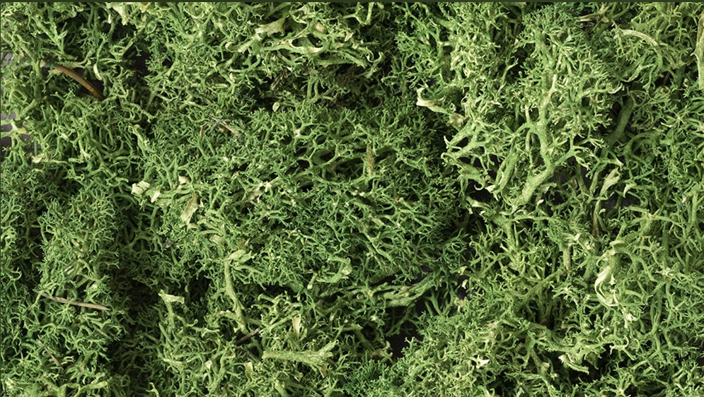 Woodland Scenics - Medium Green Lichen