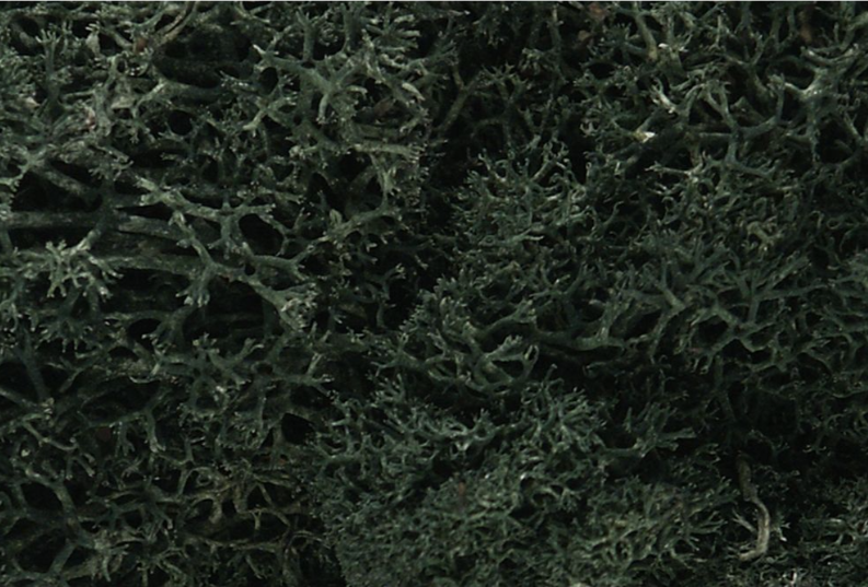 Woodland Scenics - Dark Green Lichen